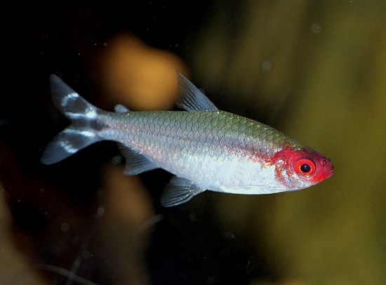 HEMIGRAMMUS BLEHERI